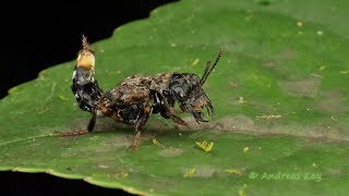 Transvestite Rove Beetle from Ecuador