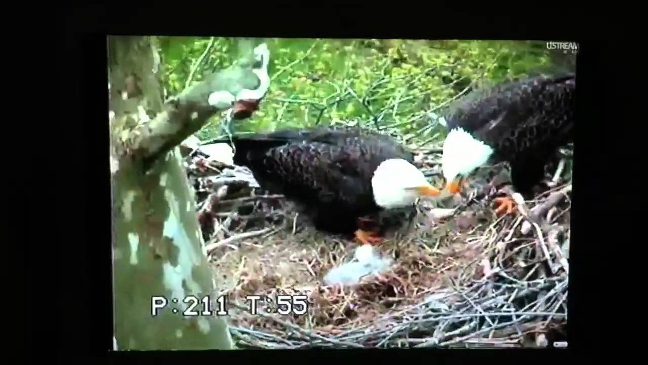 Eagle Cam YouTube