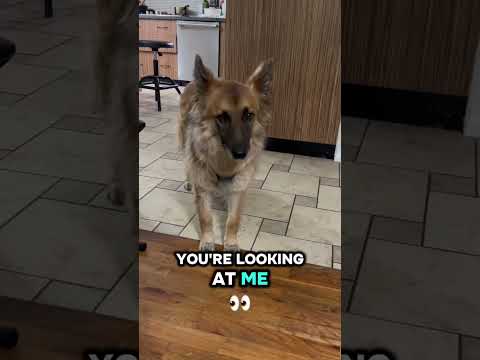 We love you too ❤️ #dogshorts #dog #puppy #dogs #pets #cutedog #funnydog
