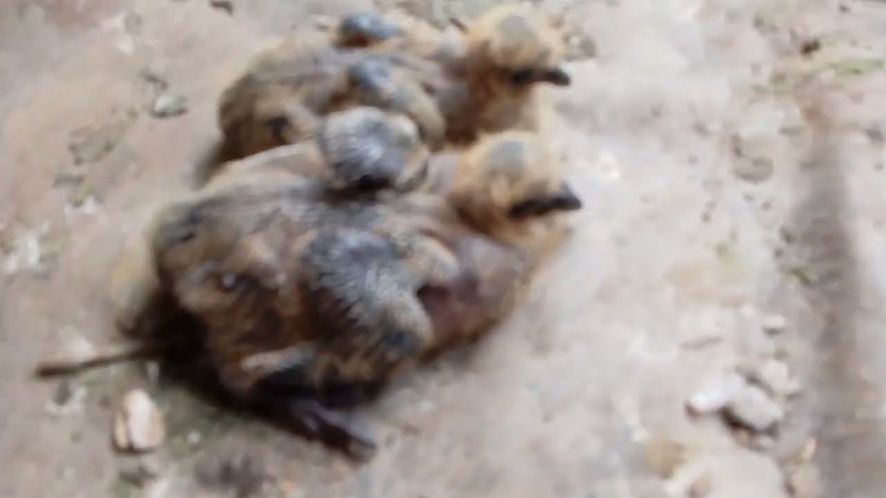 Cặp nhật bồ câu gà 20 ngày tuổi và các loại bồ câu 