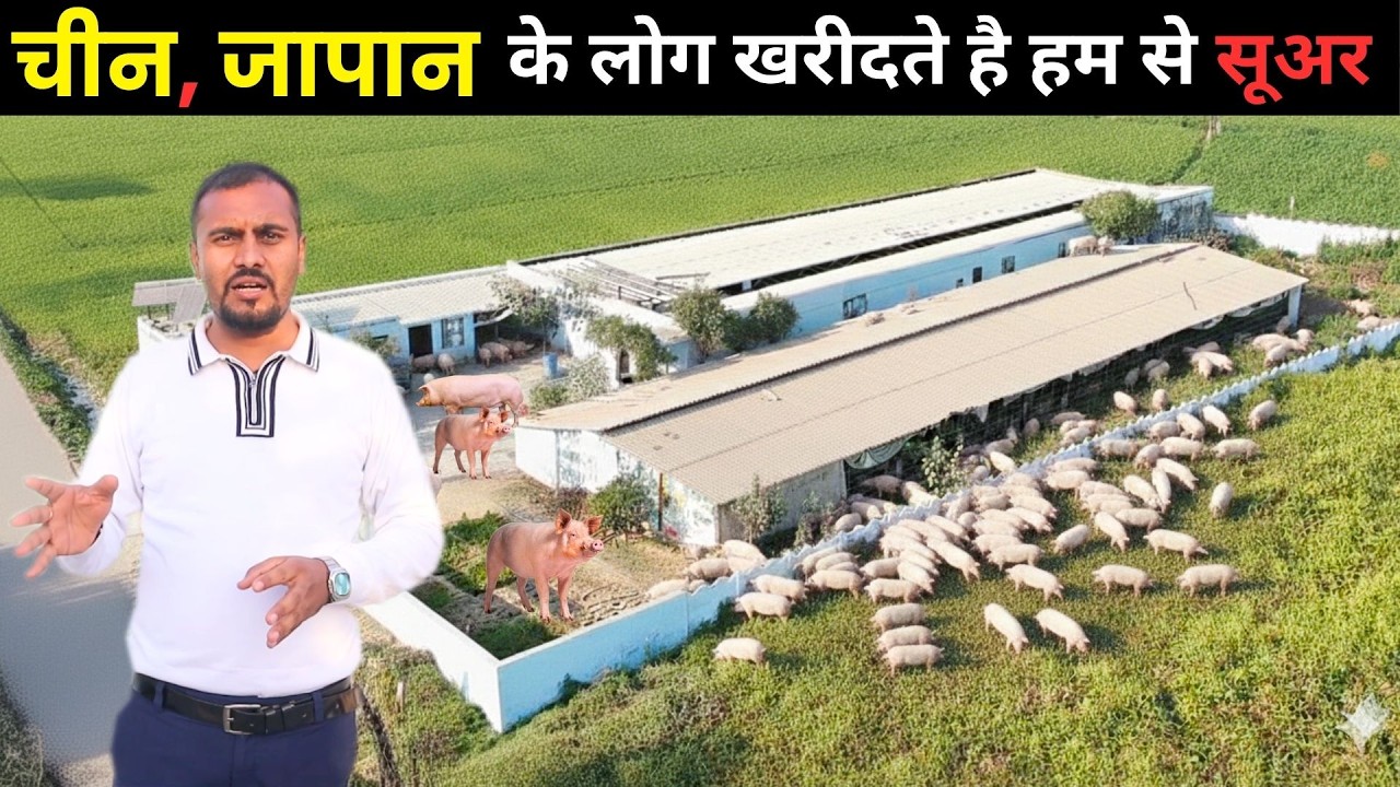 ऐसे होगा पिग फार्मिंग में अच्छा profit II Pig Farming II Pig Farm II Pig Farm Business