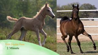 Life Drawing Horses screenshot 1