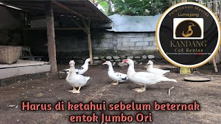 Download Lagu jenis entok jumbo yang ada di indonesia MP3