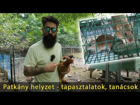 Videó: Mi az, ami ellenállhatatlan a patkányok számára?