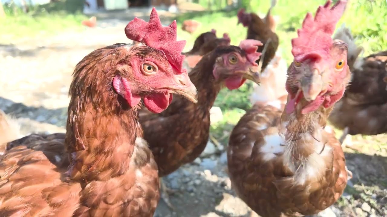 CASAC : Collectif des Acteurs de la Solidarité Alimentaire du Chablais