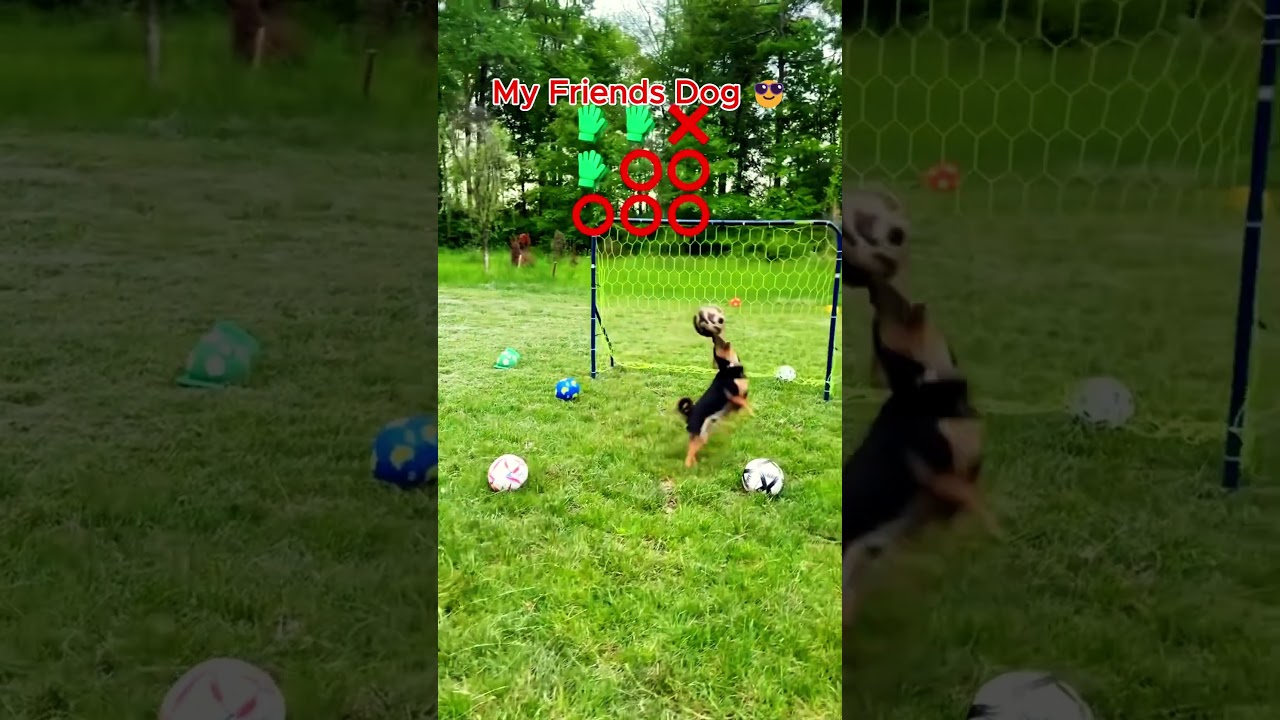 Собака моего друга против моей собаки 🐩❤️