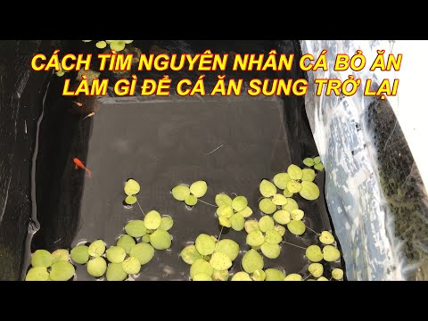 Video Cách kiểm tra nguyên nhân tại sao cá bỏ ăn | Làm gì... - youtube