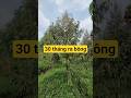 Sầu riêng hữu cơ 30 tháng ra bông. #farmnuong #netzero #nongnghiepbenvung #khonghoachat