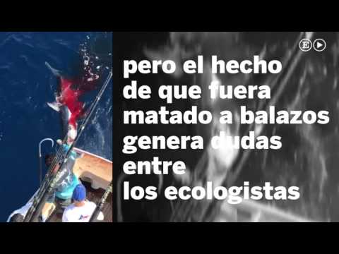 Pescan y matan a balazos a un tiburón tigre en Veracruz