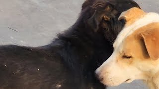 Baloo And Grumpy Dog Meeting Each Other And Grumpys Fiancée Watching Them Sensibly 😆😅😘🐕❤️❤️