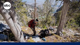 The fight to save the whitebark pine, a critical tree species found in national parks