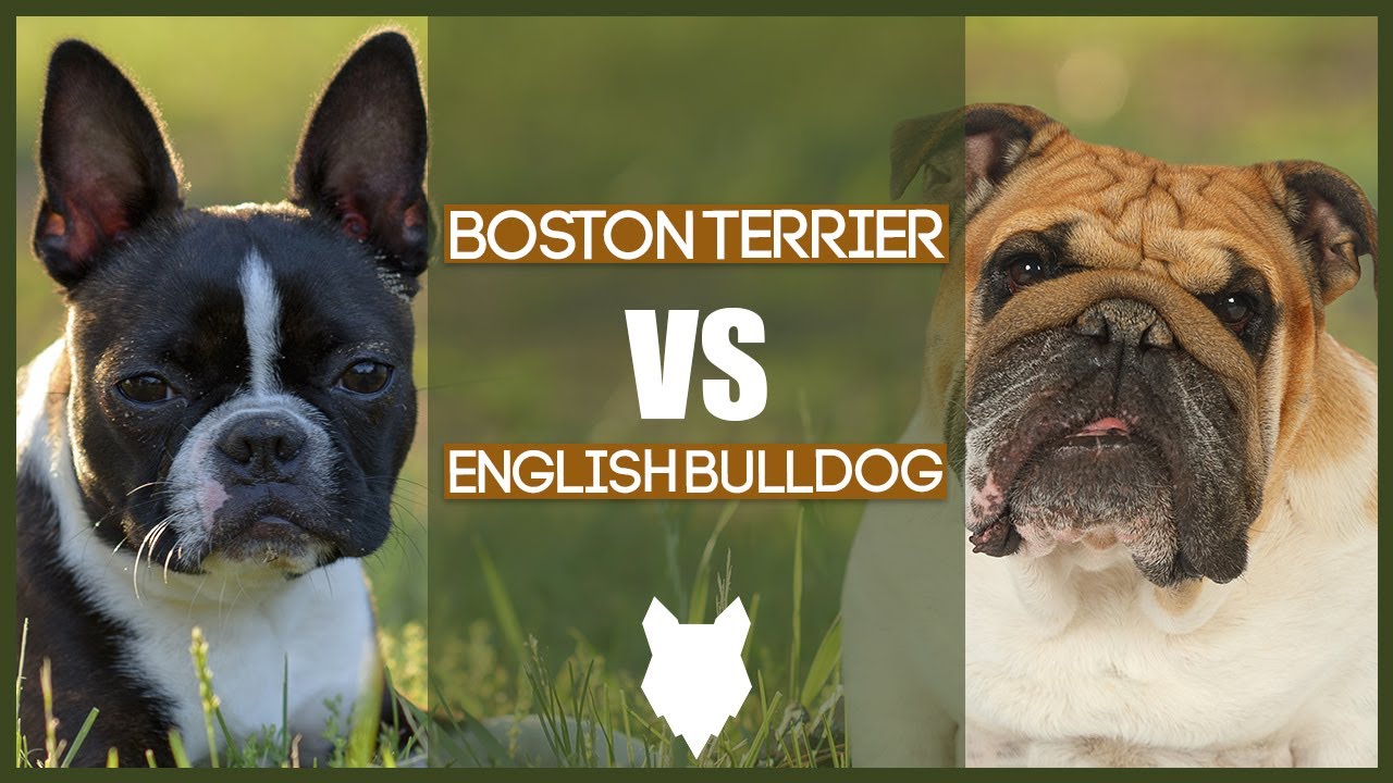 BOSTON TERRIER VS ENGLISH BULLDOG - YouTube
