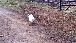 Japanese Bantam Rooster Crow