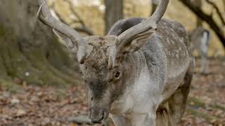 Buchardt Audio - A Proud Product Of Denmark