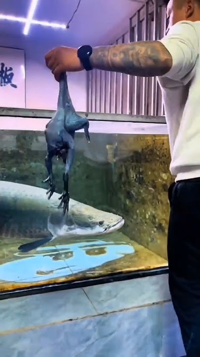 Arapaima ❎ lightning ⚡🌩️ #trending #shorts