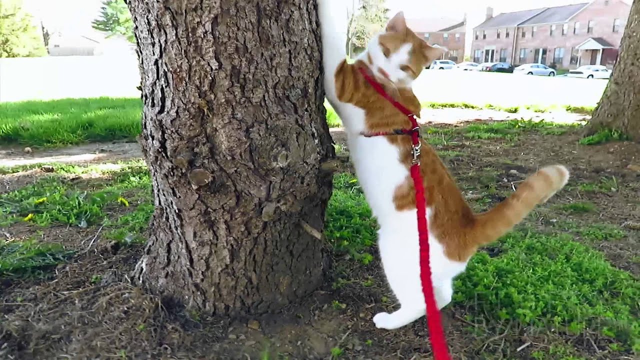 FINN GOES TO THE PARK