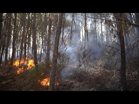 Videó: Hogyan Lehet Megelőzni Az Erdőtüzeket