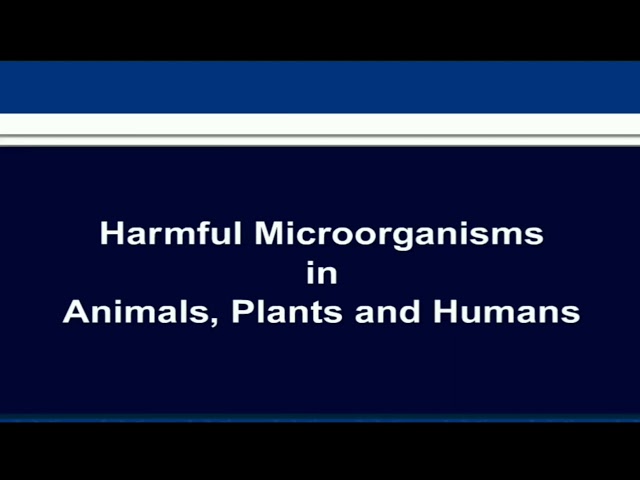 Class 8 Chapter 2 Micro-organisms Topic - Harmful Microorganisms in Animals, Plants and Humans class=