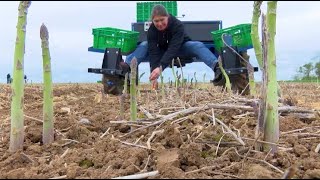 Saison Des Asperges Vertes La Récolte A Débuté Avec De Lavance
