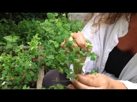 Medicinal Minute: Oxalis