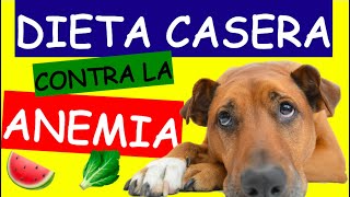 Dieta Casera Para Perros con Anemia