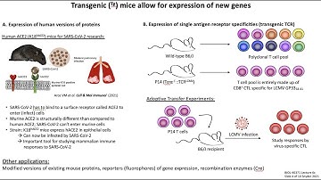Lecture 6c: Mouse Models