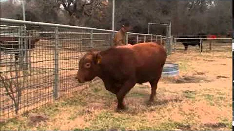 Low Stress Cattle Handling