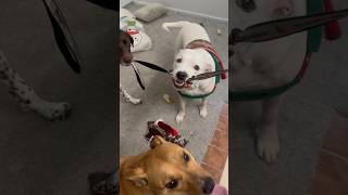 DOGS PLAY TUG OF WAR WITH LEASH 🤦🏽‍♀️😂 #dorks #funny #cute #dogs #pitbull #playing #silly #weird