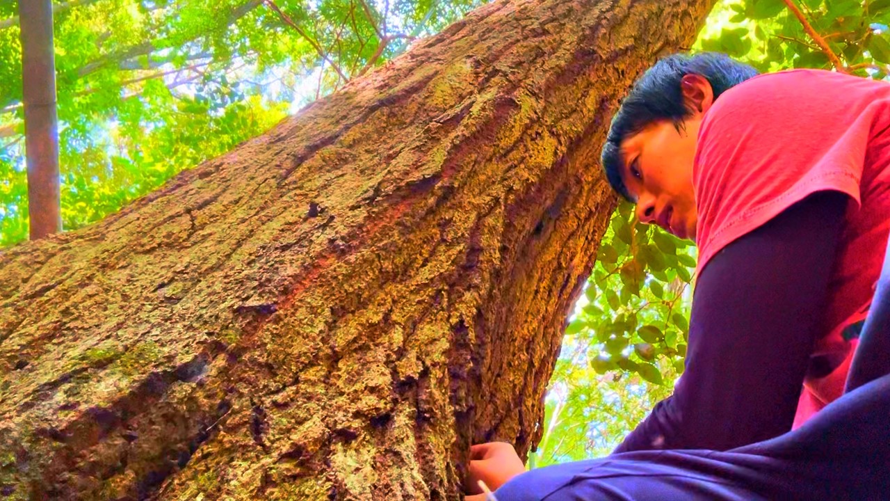 ついに！超巨大なクワガタを捕まえた【2025年オオクワガタ採集】