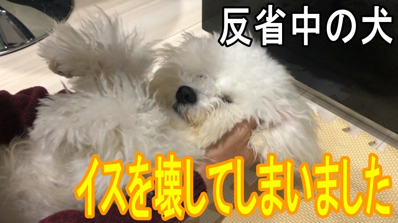 反省中の犬 ほんとに反省してますか ビション フリーゼ 動物がかわいいyoutube動画はここだ