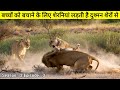 राजा कि गैरमौजूदगी में रानियां लड़ती है घुसपैठिए शेर से । Lion Documantary In Hindi !