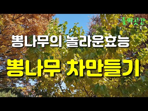 한국의약초23.뽕나무의 놀라운효능 당뇨.고혈압.고지혈증.심혈관계질환에 뛰어난 서리맞은뽕나무차만들기