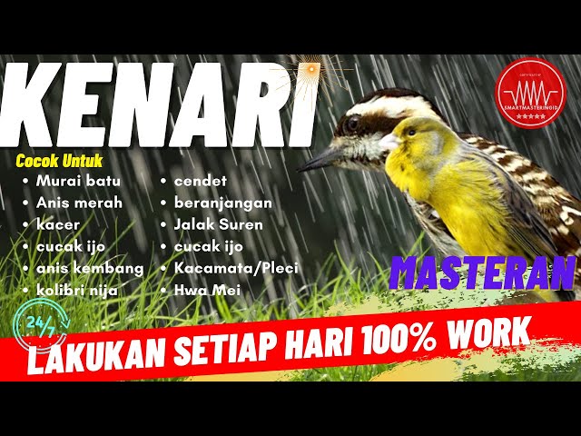 masteran burung pelatuk beras sampit sambung kenari gacor - buat murai batu kacer cucak ijo 10 jam class=