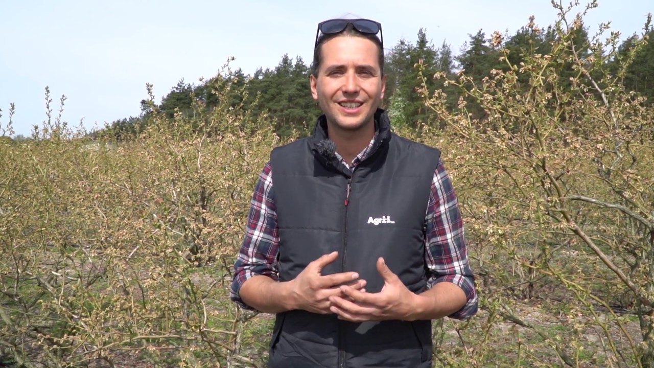 Aktualna sytuacja na plantacji borówki – Michał Malicki/Agrii, 25.04.2020