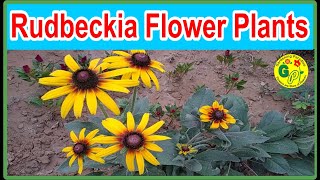 How to Grow and Care Rudbeckia Plants | Rudbeckia Flowers | Black Eyed Susan | Summer Flower Plants