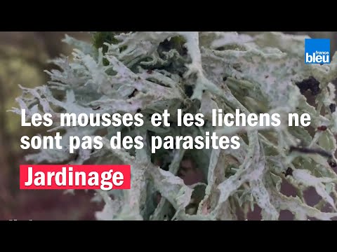 Vidéo: Les lichens sont-ils des parasites ?
