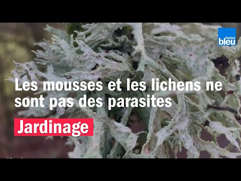 Vidéo: L'hépatique est-elle une mousse ?