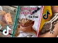 Crested geckos  tiktok compilation 2022