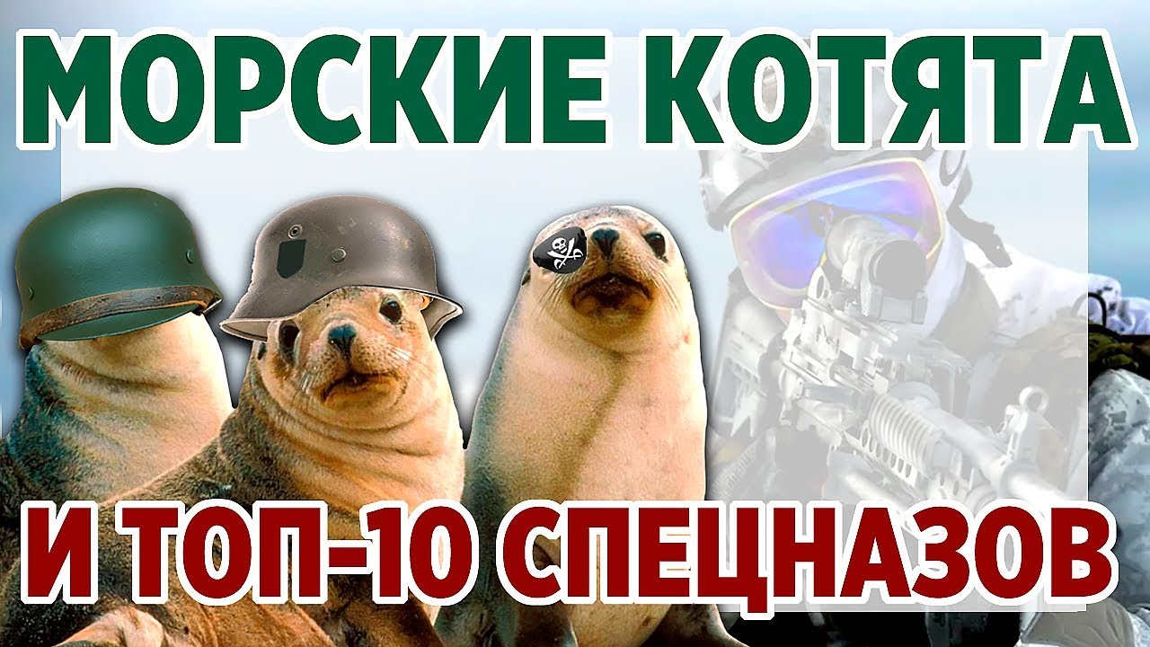 Морские котята и ТОП-10 Спецназов. Топ самых лучших спецподразделений ...