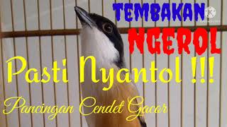 Download Lagu TEMBAKAN NGEROL PASTI NYANTOL !!! || Pancingan Cendet Gacor #masterancendet #masteranburungcendet MP3