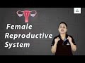 Female reproductive system  biology