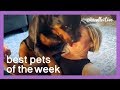 Fitness Fails | Best Pets of the Week