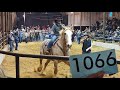 The biggest horse auction in the state will we be able to save any