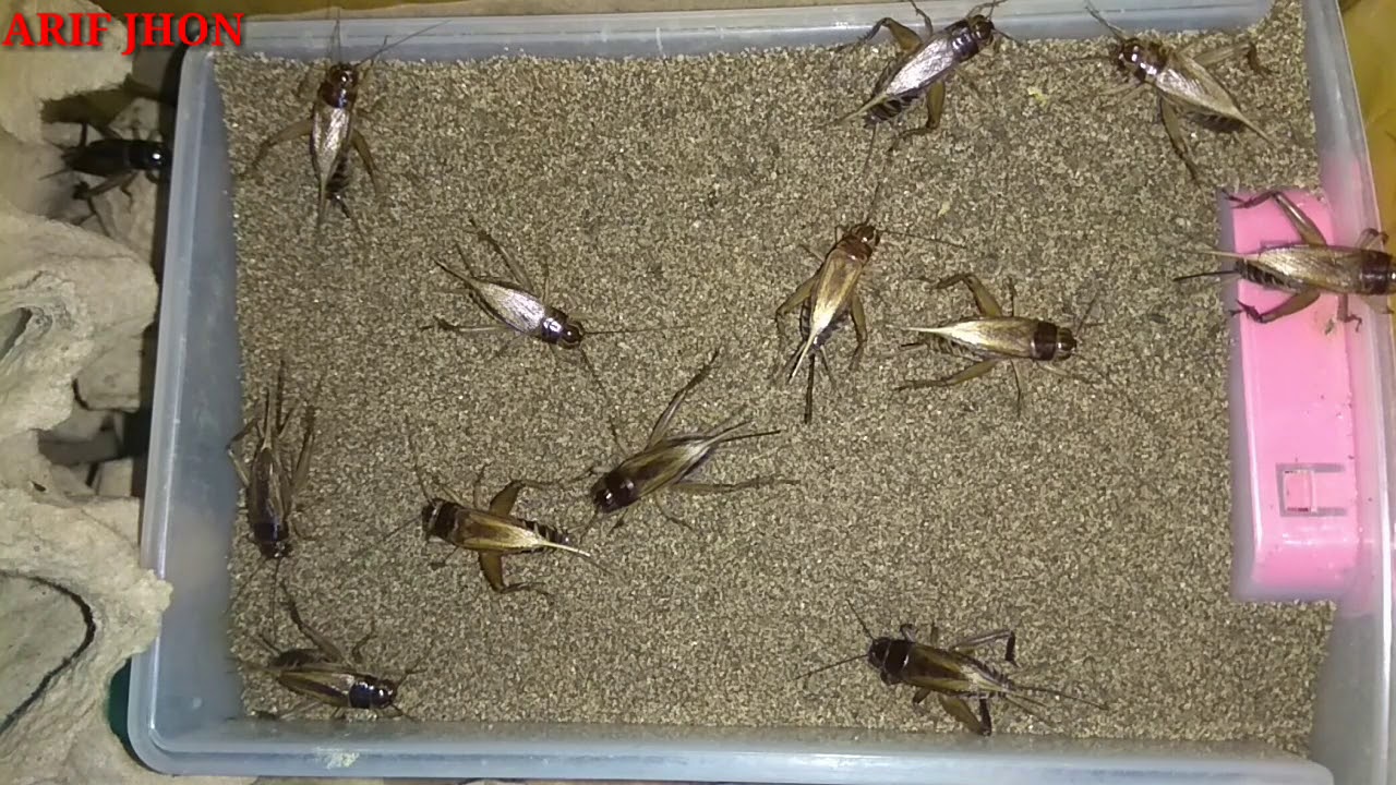 Beginilah cara jangkrik bertelur 