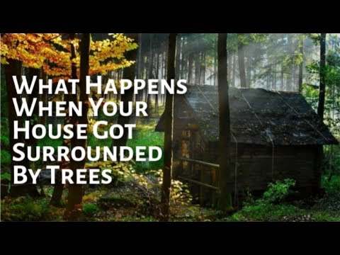 forest-houses:-what-happens-when-your-house-got-surrounded-by-trees