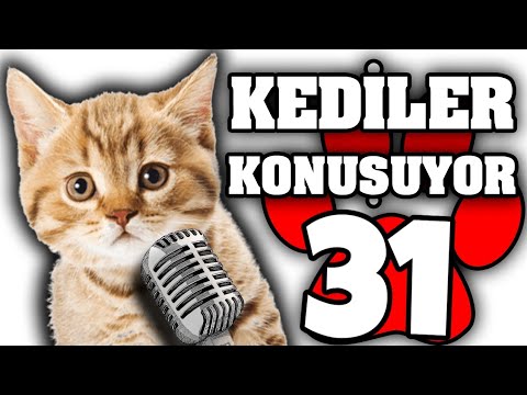 Konusan Pisiler 31 En Komik Kedi Videolari Youtube