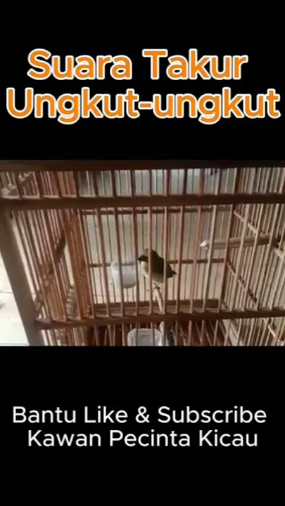 Ini dia Suara Takur Ungkut-ungkut
