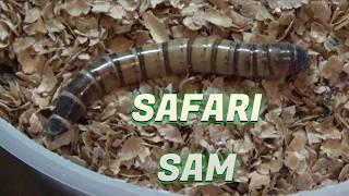 The Superworm Breeding Project Begins... - Darkling Beetles with Safari Sam
