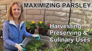 Parsley Harvest, Preserve and Culinary Uses: Maximizing freshly grown parsley.