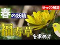 【絶滅危惧種】春の妖精 ミチノクフクジュソウを訪ねる山歩き【ゆっくり植物解説】
